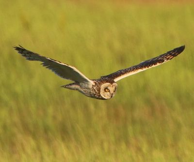 Velduil - Short-eared Owl