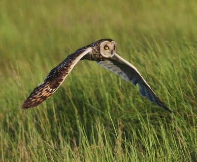 Velduil - Short-eared Owl