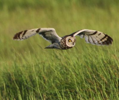Velduil - Short-eared Owl