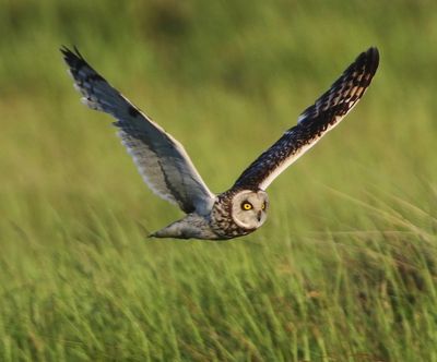 Velduil - Short-eared Owl
