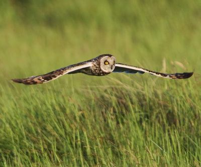 Velduil - Short-eared Owl