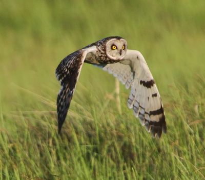 Velduil - Short-eared Owl