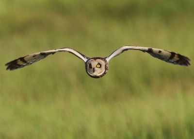 Velduil - Short-eared Owl