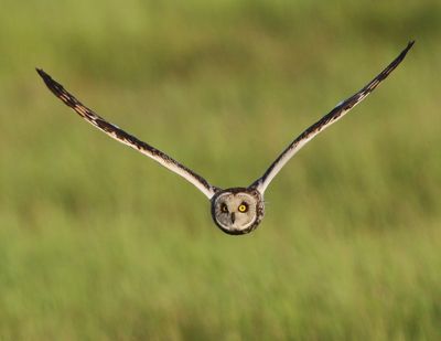 Velduil - Short-eared Owl