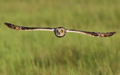 Velduil - Short-eared Owl