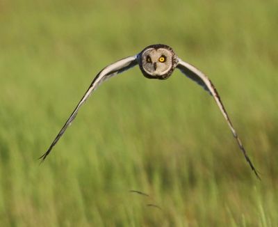 Velduil - Short-eared Owl