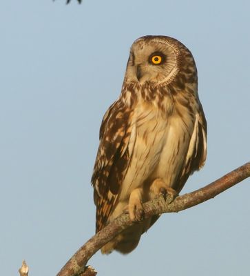 Velduil - Short-eared Owl