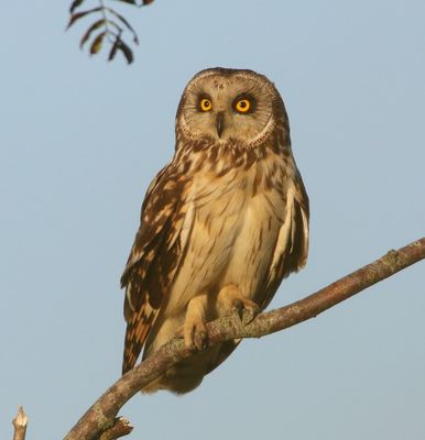 Velduil - Short-eared Owl
