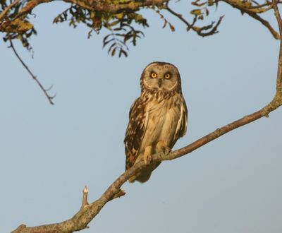 Velduil - Short-eared Owl