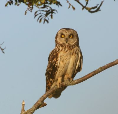 Velduil - Short-eared Owl
