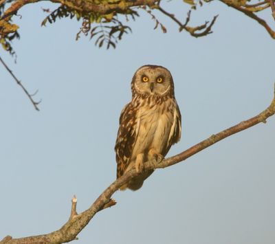 Velduil - Short-eared Owl