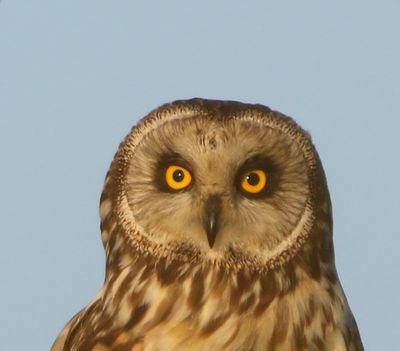 Velduil - Short-eared Owl