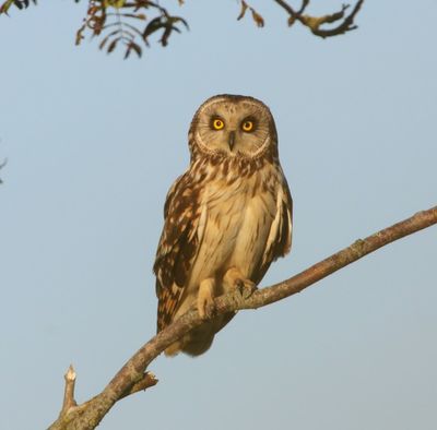 Velduil - Short-eared Owl