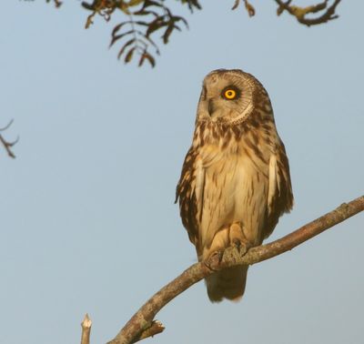 Velduil - Short-eared Owl