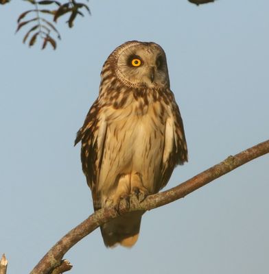 Velduil - Short-eared Owl