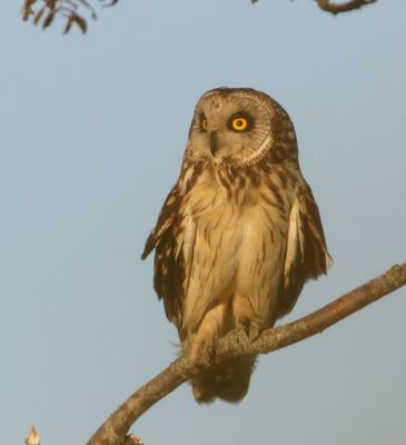 Velduil - Short-eared Owl
