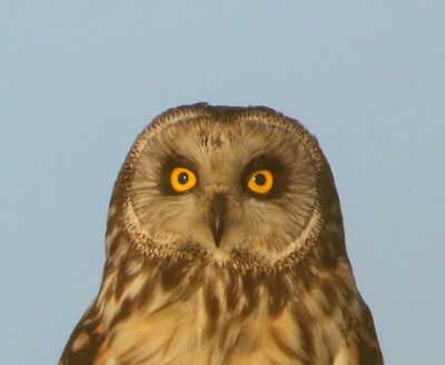 Velduil - Short-eared Owl