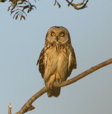 Velduil - Short-eared Owl