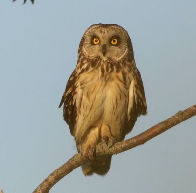 Velduil - Short-eared Owl