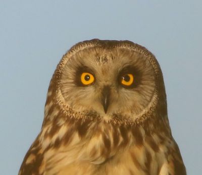 Velduil - Short-eared Owl
