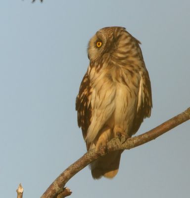Velduil - Short-eared Owl