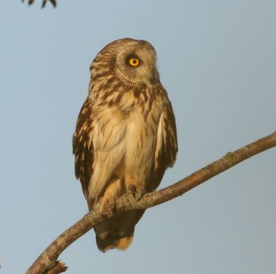 Velduil - Short-eared Owl