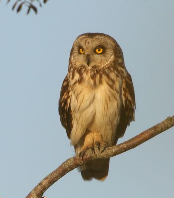 Velduil - Short-eared Owl