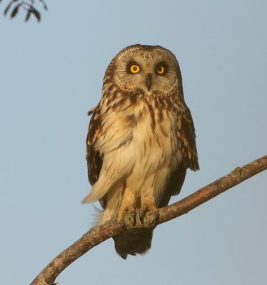 Velduil - Short-eared Owl