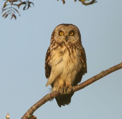 Velduil - Short-eared Owl