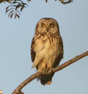 Velduil - Short-eared Owl