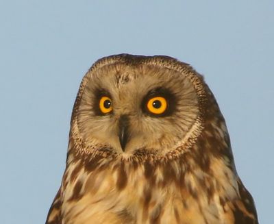 Velduil - Short-eared Owl