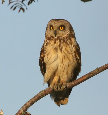 Velduil - Short-eared Owl