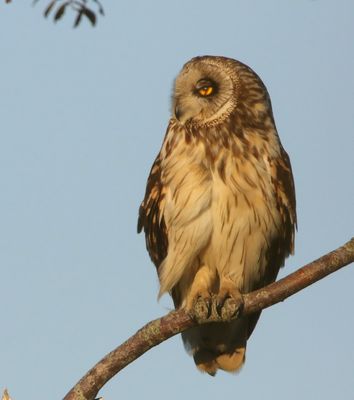 Velduil - Short-eared Owl
