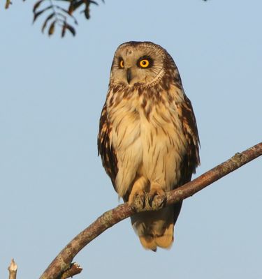 Velduil - Short-eared Owl
