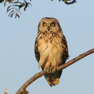 Velduil - Short-eared Owl