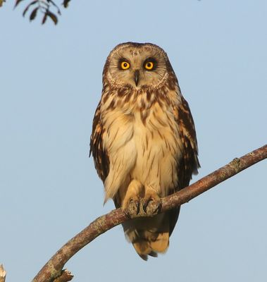 Velduil - Short-eared Owl