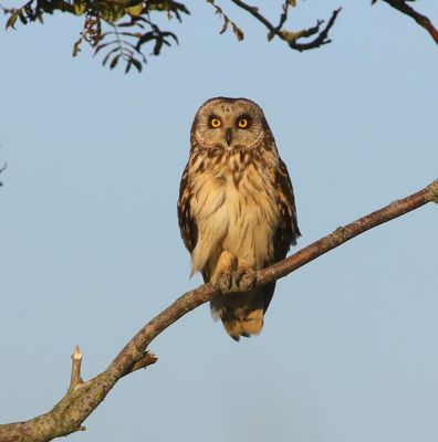 Velduil - Short-eared Owl