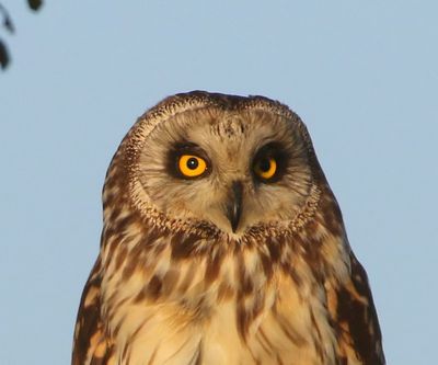 Velduil - Short-eared Owl