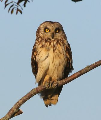 Velduil - Short-eared Owl