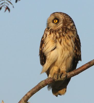 Velduil - Short-eared Owl