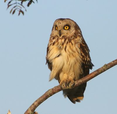 Velduil - Short-eared Owl