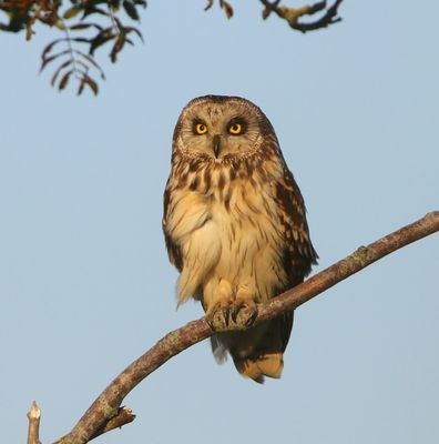 Velduil - Short-eared Owl