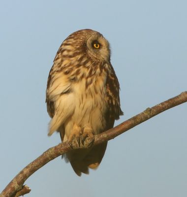 Velduil - Short-eared Owl
