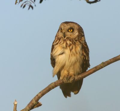 Velduil - Short-eared Owl