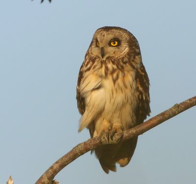 Velduil - Short-eared Owl