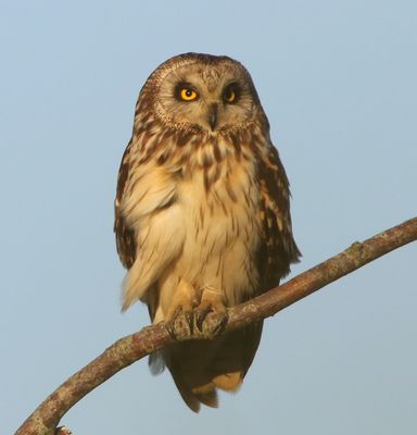 Velduil - Short-eared Owl