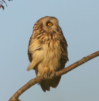 Velduil - Short-eared Owl