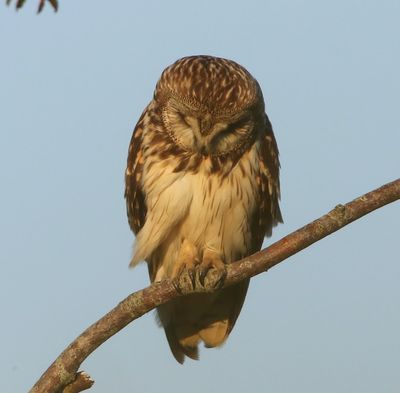 Velduil - Short-eared Owl