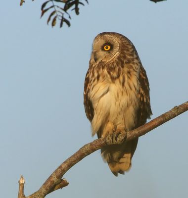 Velduil - Short-eared Owl