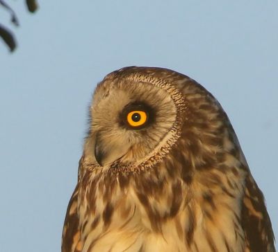 Velduil - Short-eared Owl